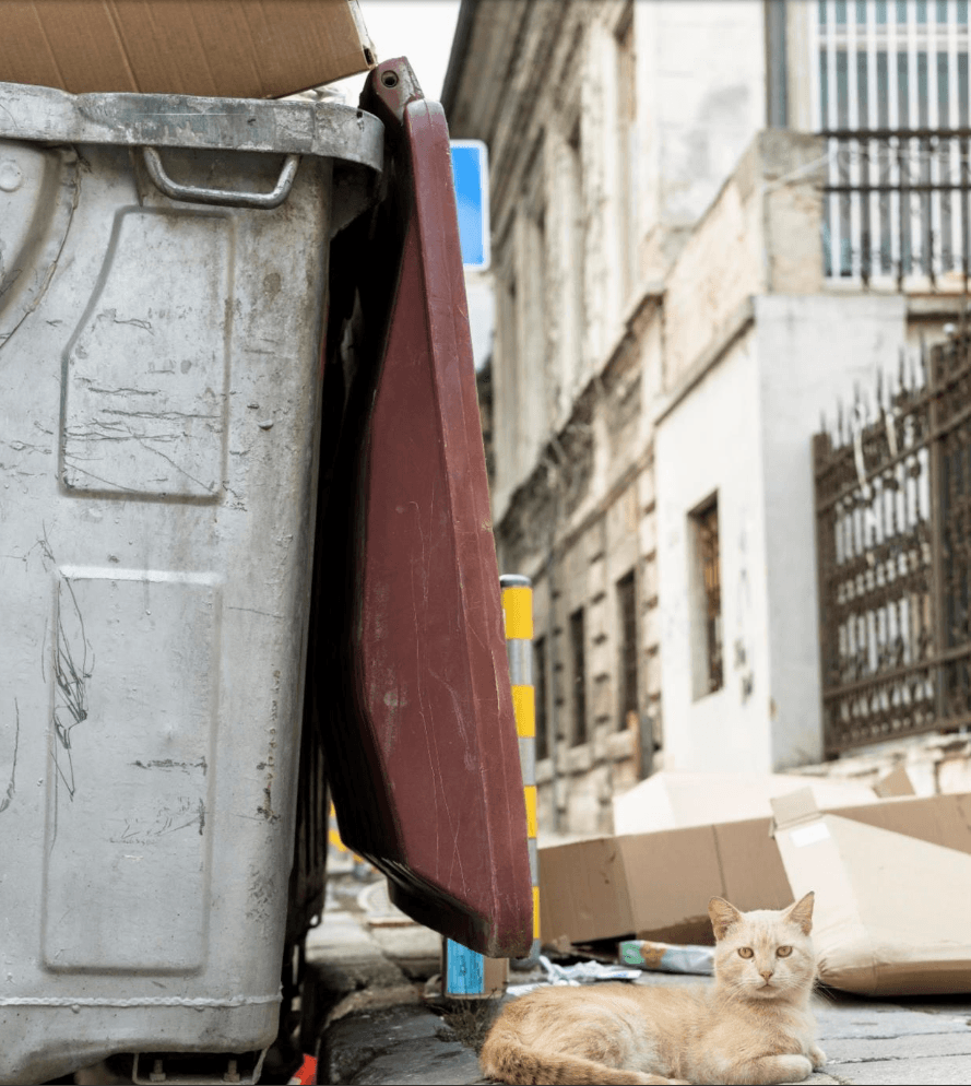 Safe waste handling and compliance in Mortlake